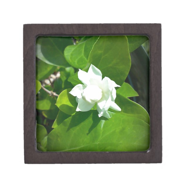 Sampaguita Jasmine flower Gift Box (Front)