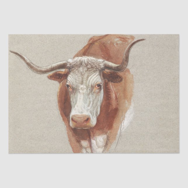 Samuel Colman | Head of a Cow or Ox - 1871 Tissue Paper (Front)