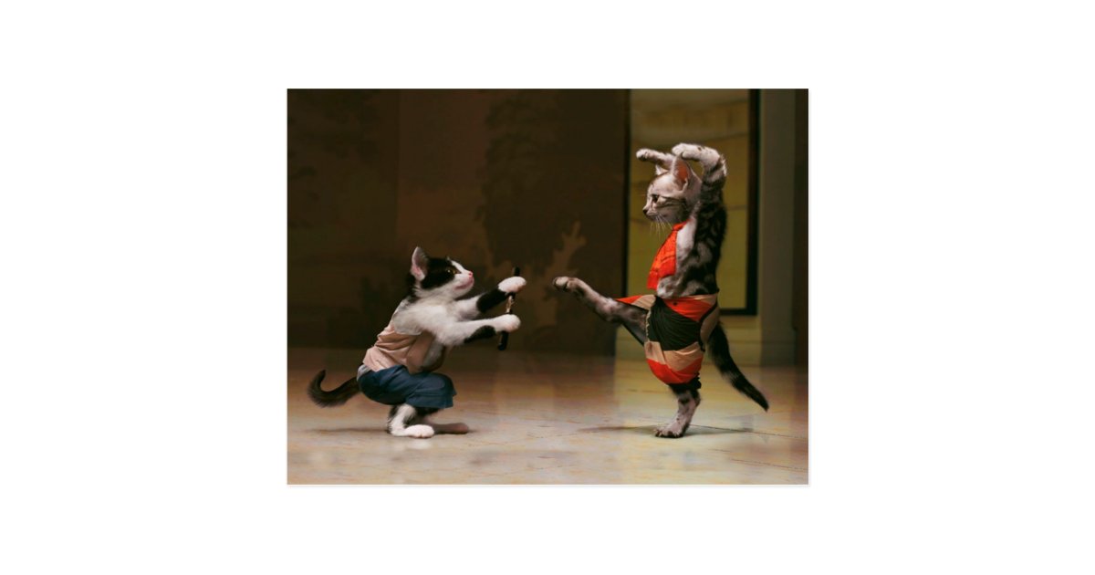 Samurai cats - cat ninja - crazy ninja postcard | Zazzle.com