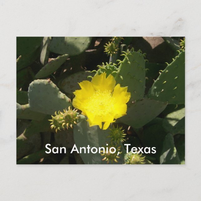San Antonio, Texas Postcard (Front)