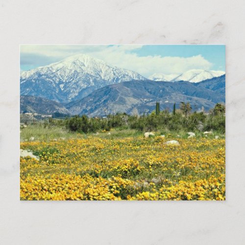 San Bernardino Mountains snow flowers  flowers Postcard