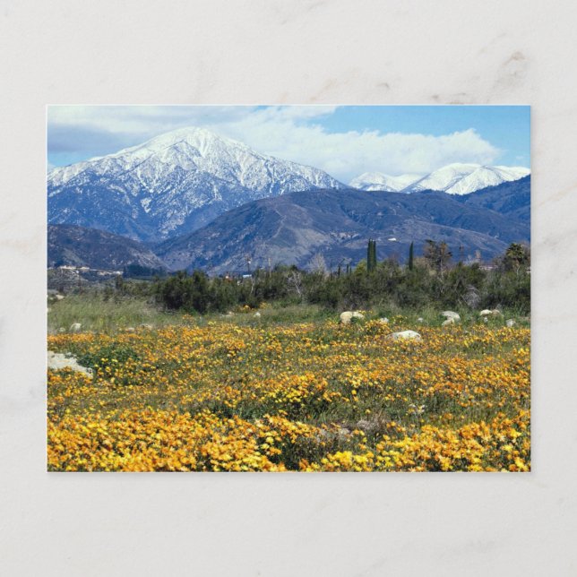 San Bernardino Mountains, snow, flowers Postcard (Front)