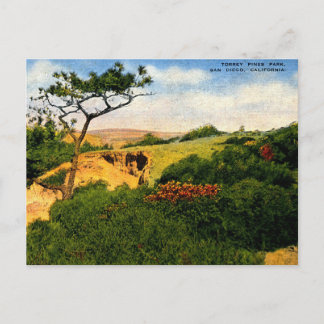 San Diego CA, Torrey Pines Park, 1940s Vintage Postcard