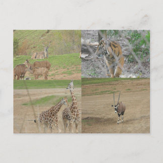 San Diego Safari Park Postcard