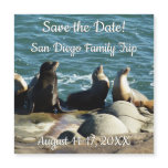 San Diego Sea Lions