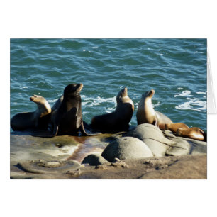 San Diego Sea Lions