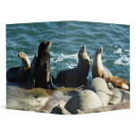 San Diego Sea Lions 3 Ring Binder