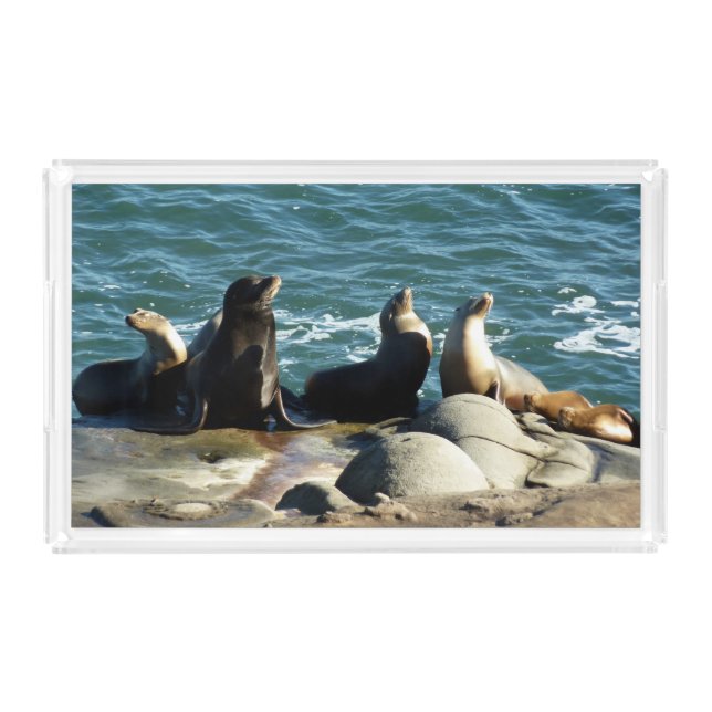 San Diego Sea Lions Acrylic Tray (Front)