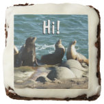 San Diego Sea Lions Brownie