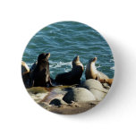 San Diego Sea Lions Button