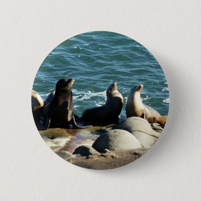 San Diego Sea Lions Button (Front)