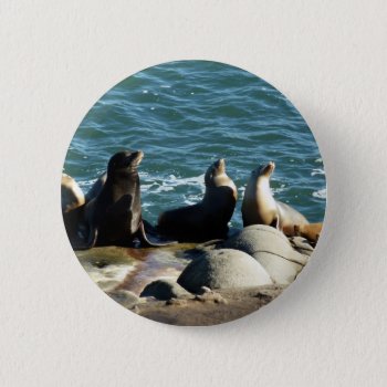 San Diego Sea Lions Button by mlewallpapers at Zazzle