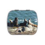 San Diego Sea Lions Candy Tin