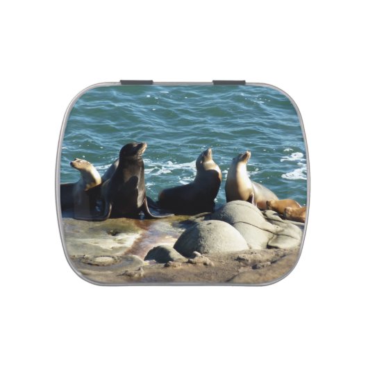 San Diego Sea Lions Candy Tin (Top)