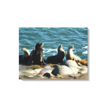 San Diego Sea Lions Canvas Print