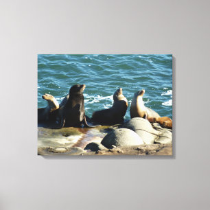 San Diego Sea Lions Canvas Print
