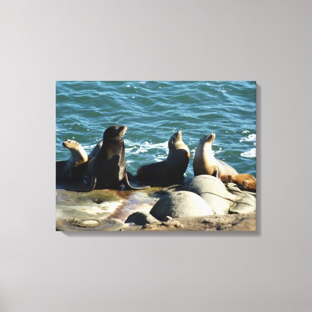 San Diego Sea Lions Canvas Print (Front)