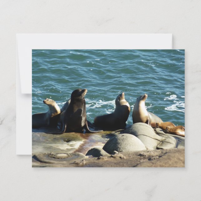 San Diego Sea Lions Card (Front)