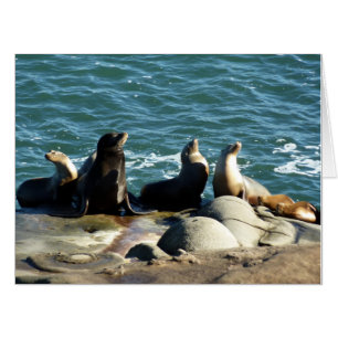 San Diego Sea Lions Card