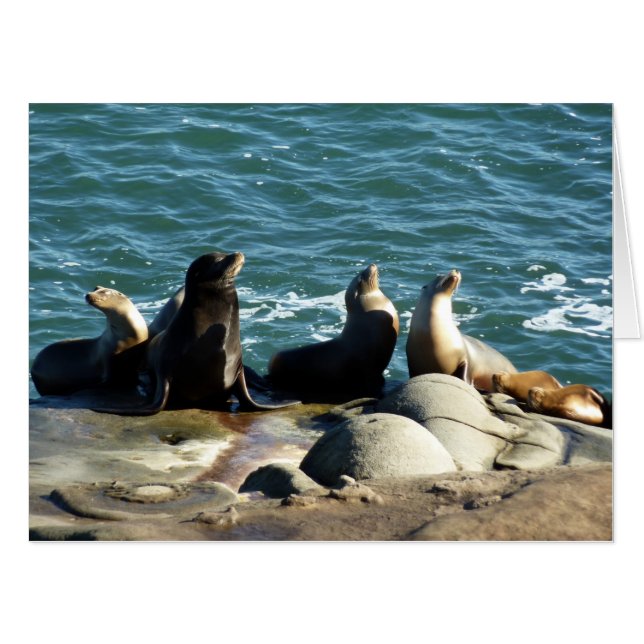 San Diego Sea Lions Card (Front Horizontal)