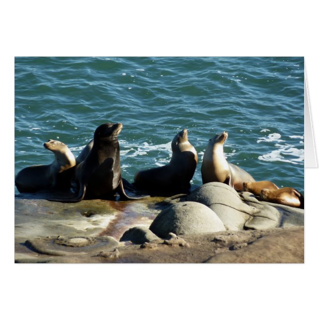 San Diego Sea Lions Cards (Front Horizontal)