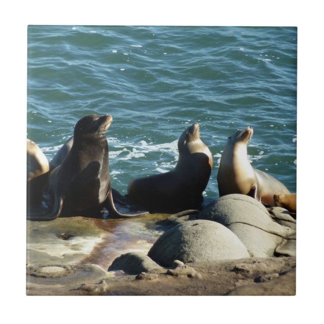 San Diego Sea Lions Ceramic Tile (Front)