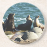 San Diego Sea Lions Coaster