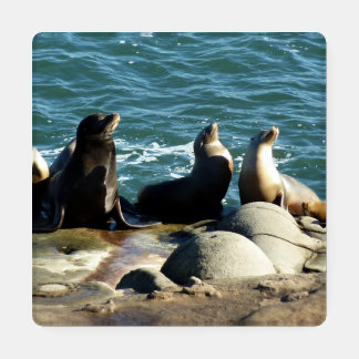 San Diego Sea Lions Coaster Set