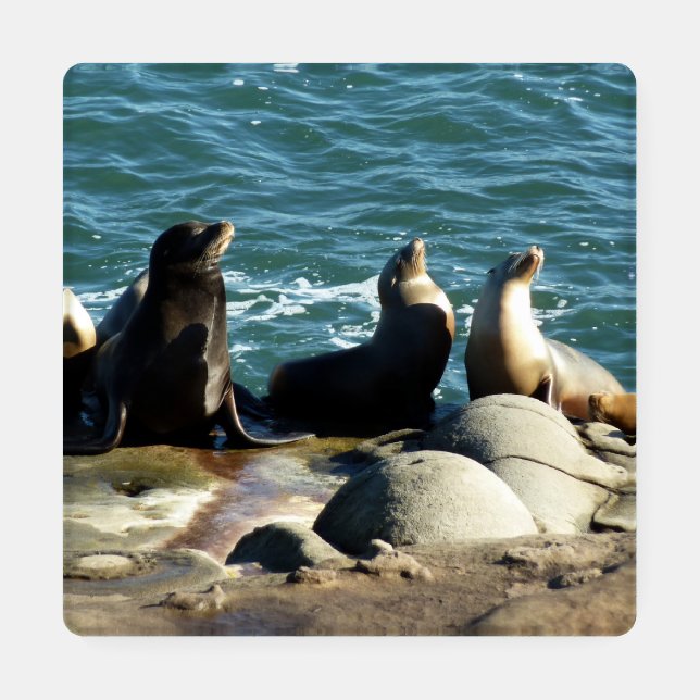San Diego Sea Lions Coaster Set (Single)
