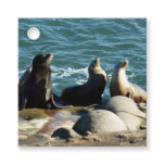 San Diego Sea Lions Favor Tags