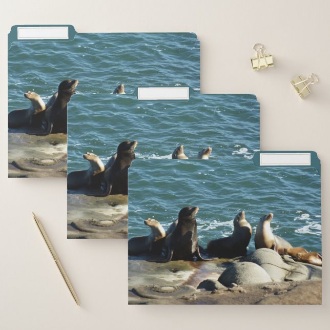 San Diego Sea Lions File Folder (Set)