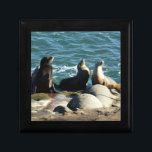 San Diego Sea Lions Gift Box<br><div class="desc">There are many spots along the California coast where you can watch sea lions sunning on the rocks. Here's a big group of sea lions found near San Diego.  Also featured as the widescreen wallpaper "San Diego Sea Lions" from www.mlewallpapers.com.</div>