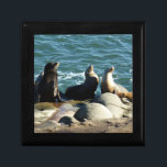 San Diego Sea Lions Gift Box<br><div class="desc">There are many spots along the California coast where you can watch sea lions sunning on the rocks. Here's a big group of sea lions found near San Diego.  Also featured as the widescreen wallpaper "San Diego Sea Lions" from www.mlewallpapers.com.</div>