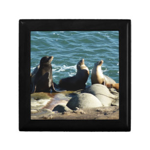 San Diego Sea Lions Gift Box