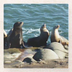 San Diego Sea Lions Glass Coaster