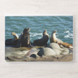 San Diego Sea Lions HP Laptop Skin