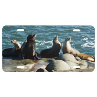 San Diego Sea Lions License Plate
