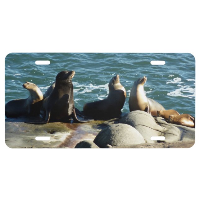 San Diego Sea Lions License Plate (Front)