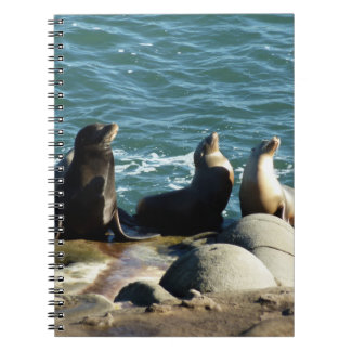 San Diego Sea Lions Notebook