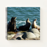 San Diego Sea Lions Notebook