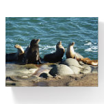 San Diego Sea Lions Paperweight