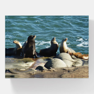San Diego Sea Lions Paperweight