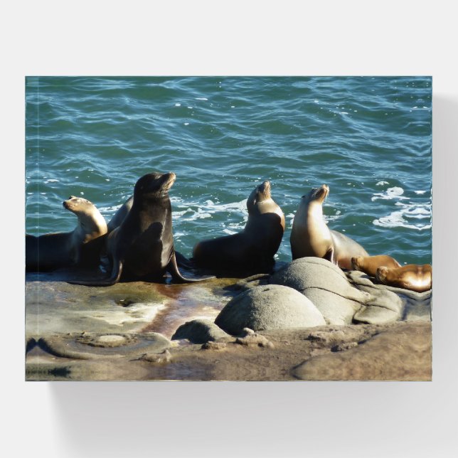 San Diego Sea Lions Paperweight (Front)