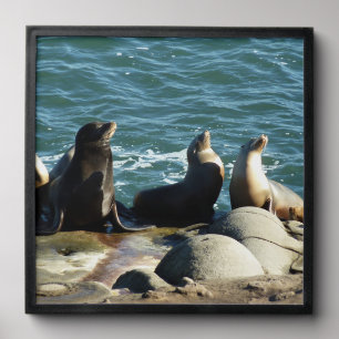 San Diego Sea Lions Peel And Stick Photo Tile
