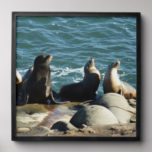 San Diego Sea Lions Peel And Stick Photo Tile (Front Set)
