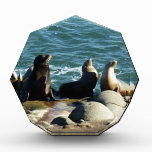 San Diego Sea Lions Photo Block
