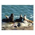 San Diego Sea Lions Photo Print