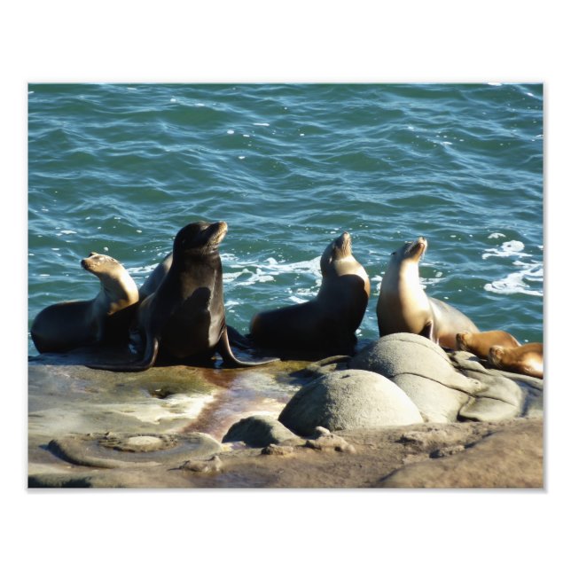 San Diego Sea Lions Photo Print (Front)