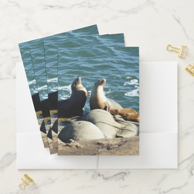 San Diego Sea Lions Pocket Folder (In Situ)