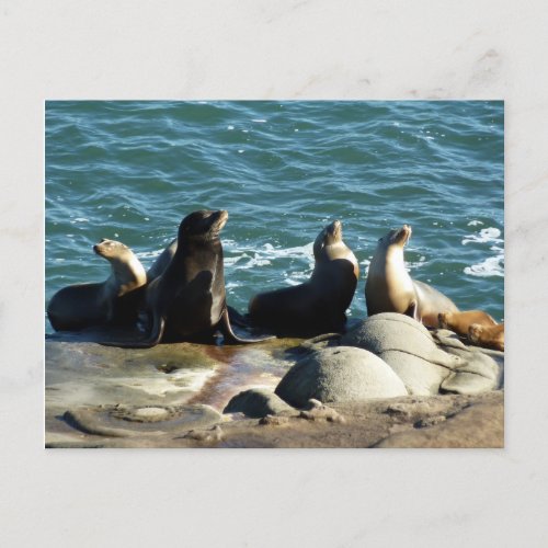 San Diego Sea Lions Postcard